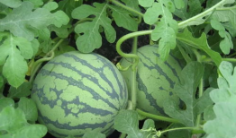 吃瓜c17爆料,揭秘娱乐圈不为人知的幕后故事