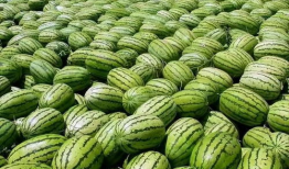 瓜圈吃瓜视频大爆料合集,吃瓜视频大爆料合集深度解析