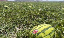 宁夏吃瓜爆料,揭秘当地美食背后的故事